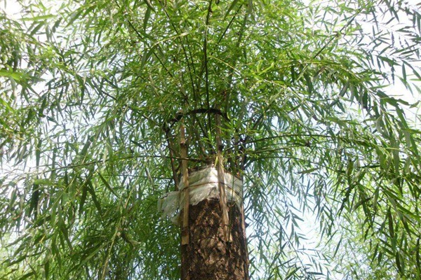 嫁接垂柳相對于原生垂柳有哪些優(yōu)勢？