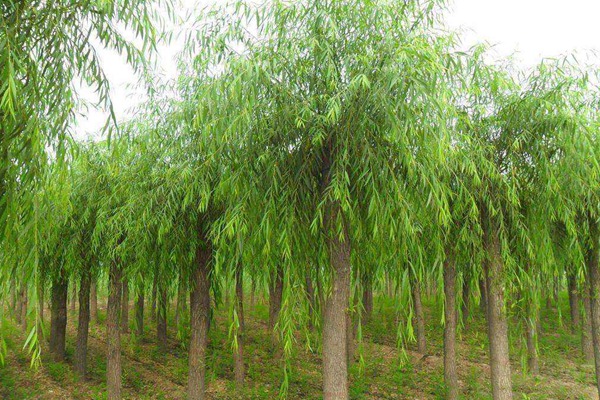 嫁接垂柳相對于原生垂柳有哪些優(yōu)勢？