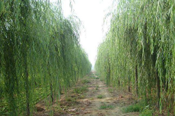 嫁接垂柳相對于原生垂柳有哪些優(yōu)勢？