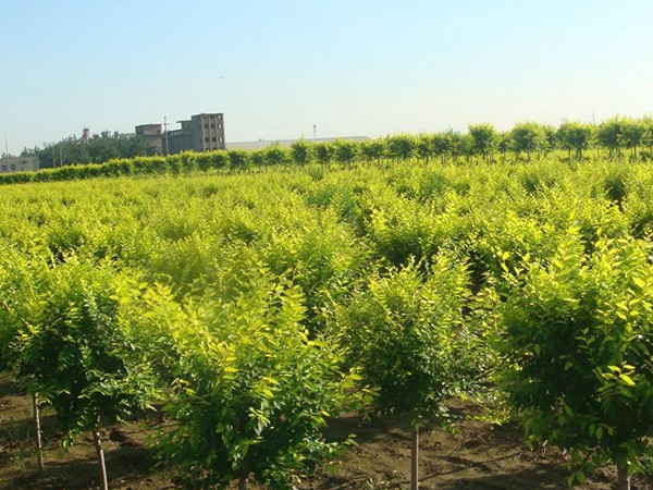 基地直銷金葉榆樹苗，價格多少錢
