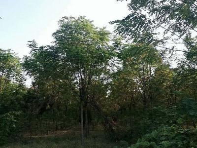 香花槐（紅花刺槐）的花語(yǔ)是什么？