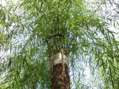 嫁接垂柳相對(duì)于原生垂柳有哪些優(yōu)勢(shì)？