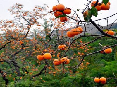最新柿子樹(shù)低價(jià)批發(fā)，全國(guó)統(tǒng)一發(fā)貨