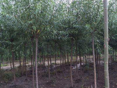 垂柳樹(shù)苗2公分報(bào)價(jià)，多少錢一顆