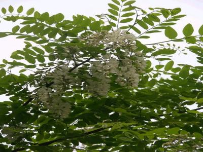 金葉榆幼苗的價(jià)格是多少？