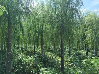 柳樹作砧木都可以嫁接什么品種？