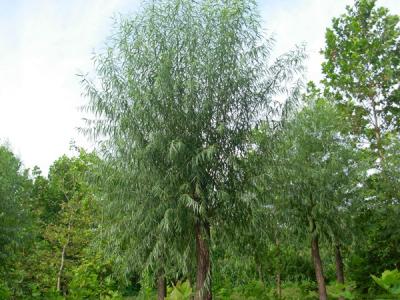 河北保定饅頭柳幼苗應(yīng)該怎么買(mǎi)？