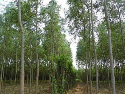 速生柳樹(shù)可以用來(lái)做什么？