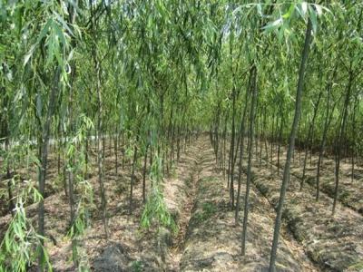 速生柳樹(shù)每年可以長(zhǎng)粗多少？