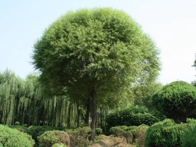 饅頭柳12公分幼苗的市場(chǎng)價(jià)格是多少？