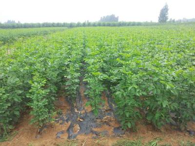 如何讓白蠟樹長(zhǎng)得更快更好？