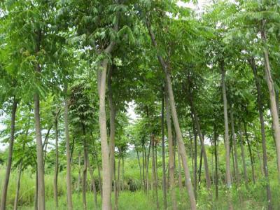 黃山欒樹(shù)為什么會(huì)出現(xiàn)滴油的情況？