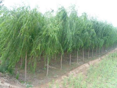 速生柳的生長周期是多長時間？