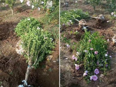 木槿花該如何種植及養(yǎng)護(hù)？