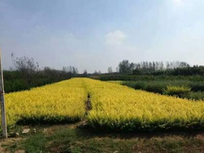金葉女貞球和金森女貞球二者有什么明顯區(qū)別？