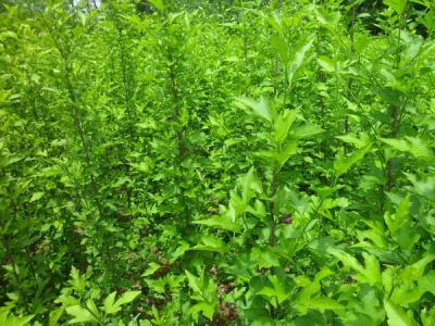 木槿樹的風水寓意是什么？