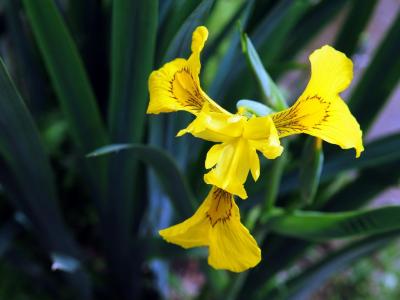 黃菖蒲的果子可以吃么？