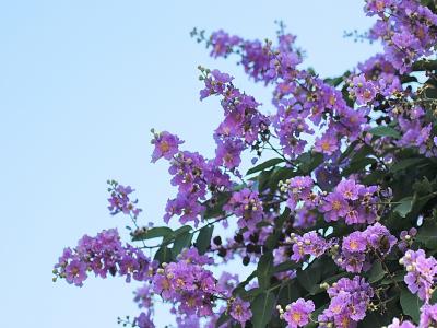 紫薇小苗十公分的價(jià)格是多少？