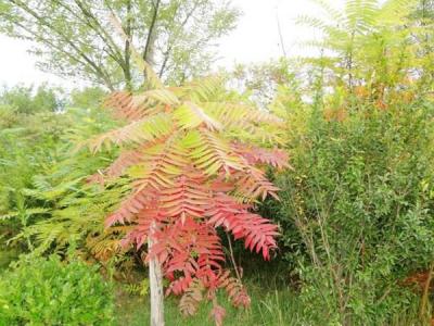 院子里種植臭椿風(fēng)水好嗎？