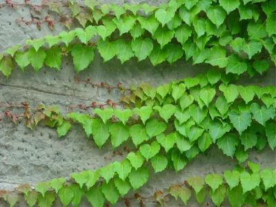 五葉地錦和爬山虎區(qū)別