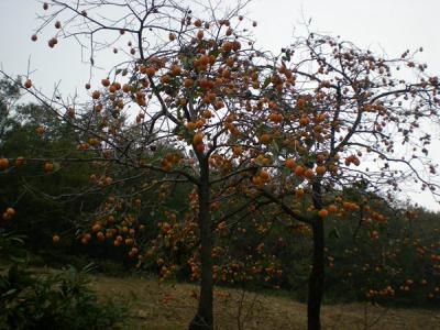 柿子樹結(jié)果少，甚至不結(jié)果，應(yīng)該如何處理？