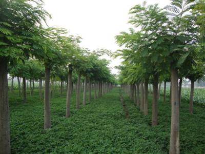 合歡樹小苗應(yīng)該在哪里購買？