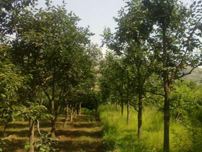 住宅內(nèi)適合種植柿子樹嗎？