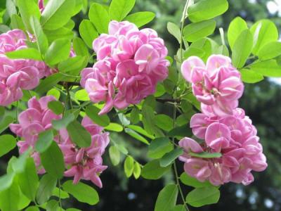 香花槐什么時候開花，開多久？