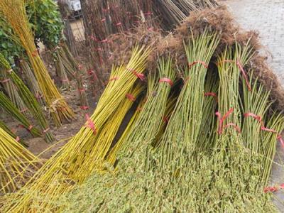 青皮柳黃皮柳哪個(gè)比較好？