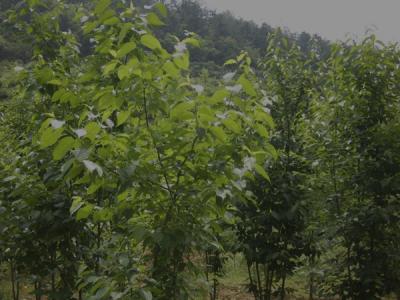 杜仲樹皮怎么采收，什么時候采收？