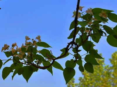 楸樹什么時候開花，可以結(jié)果嗎