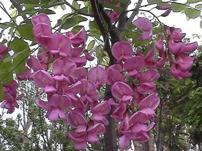 嫁接香花槐的市場價格是多少？
