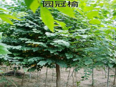 長(zhǎng)枝榆的別名是什么，有什么寓意