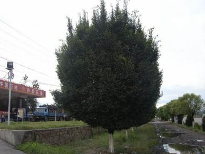 圓冠榆葉片脫落什么原因，怎么辦