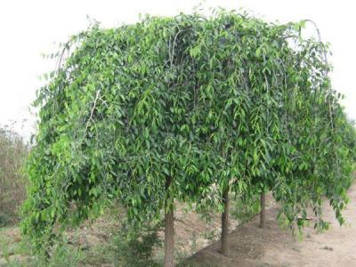 小葉垂榆種植在哪些地區(qū)，有什么特點(diǎn)？