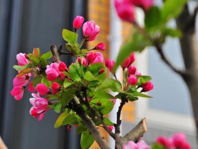 西府海棠的花語是什么，有什么象征意義