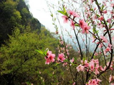 山桃什么時(shí)候開(kāi)花，什么時(shí)候賞花效果好