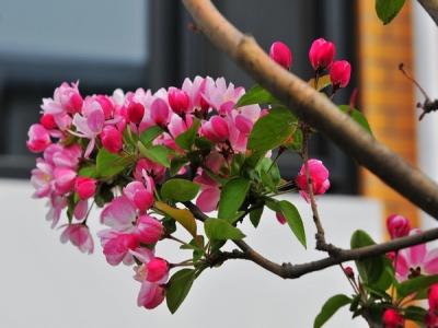 西府海棠如何繁殖，常見的繁殖方式是什么