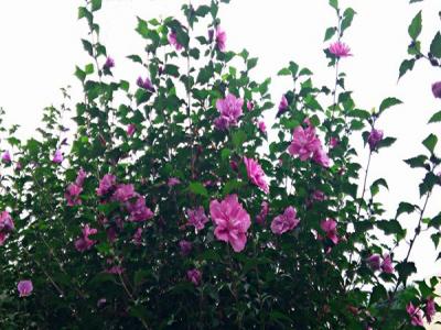 木槿花什么顏色，什么時(shí)候開