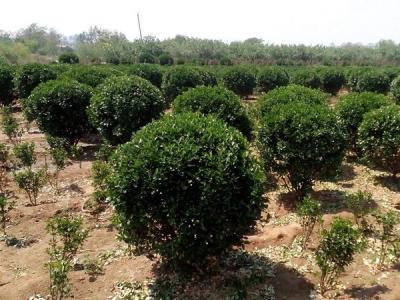 大葉黃楊小苗應(yīng)該去哪里購(gòu)買比較好 ？