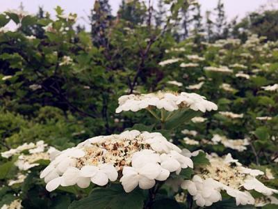 天目瓊花的美化綠化價(jià)值如何具體體現(xiàn) ？