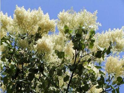 暴馬丁香幾月份開花，幾月份結(jié)果 ？