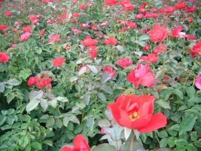 紅帽月季種子和小苗去哪里購買？