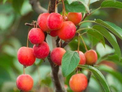 冬紅果海棠為什么會(huì)出現(xiàn)只開花不結(jié)果的情況 ？