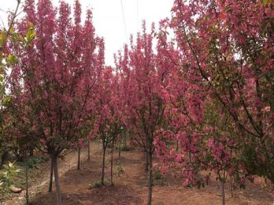 冬紅果海棠不適合種植于什么樣的土壤 ？