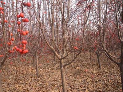冬紅果海棠什么時(shí)候開花 ？