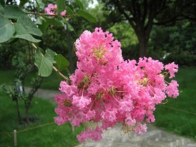 聽說(shuō)紫薇怕癢，這事是真的嗎 ？