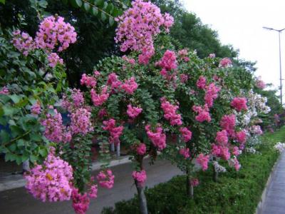紫薇的由來(lái)是什么，關(guān)于紫薇的傳說(shuō)是什么 ？