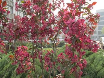 紅寶石海棠什么時(shí)候開花，什么時(shí)候結(jié)果?