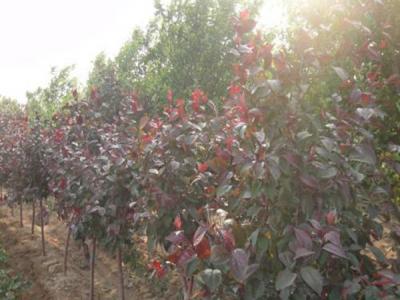 四公分紅寶石海棠小苗的具體價(jià)格是多少 ？